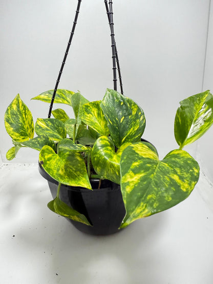 Pothos Golden - Devils Ivy  - 190mm