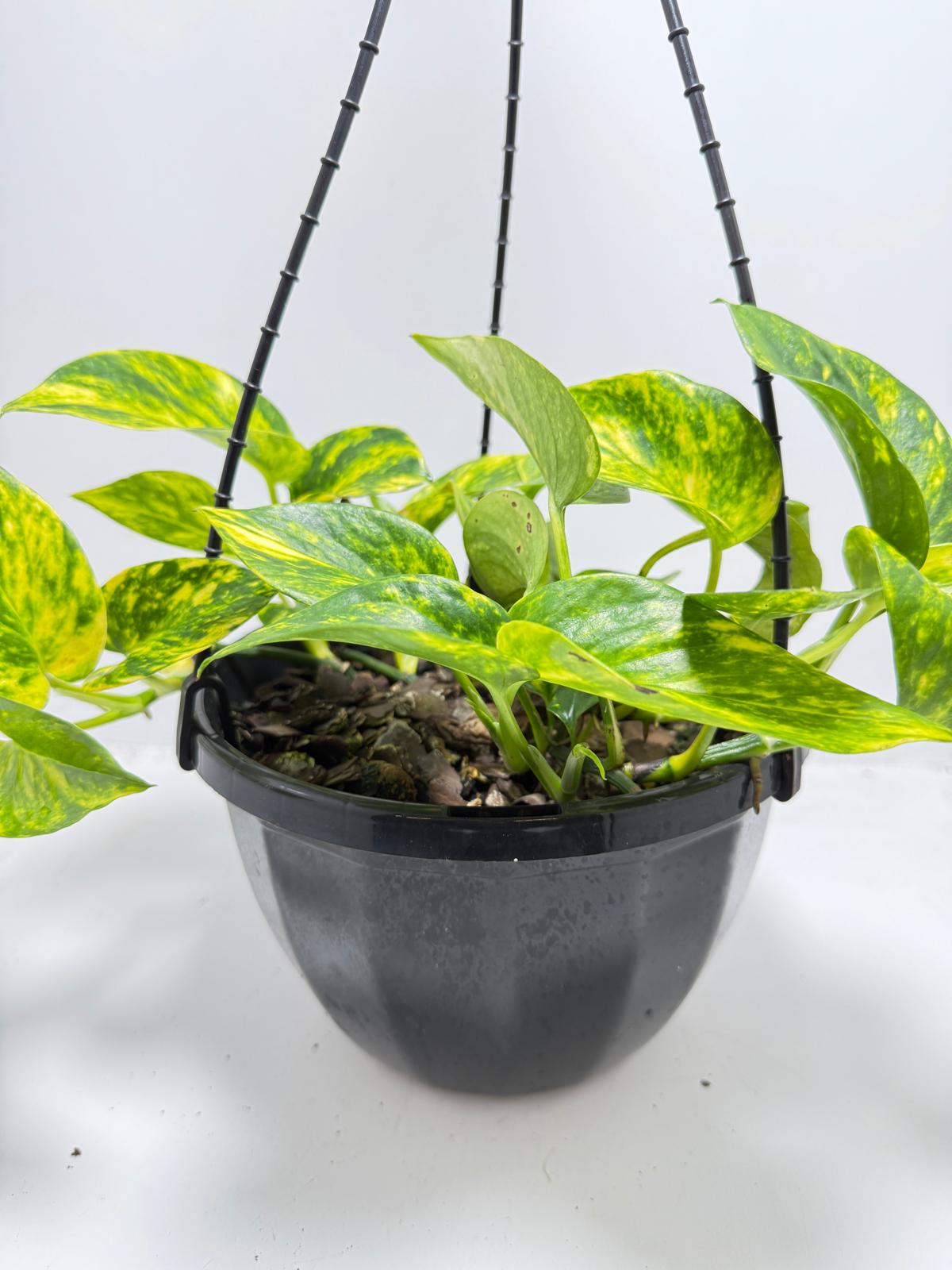 Pothos Golden - Devils Ivy  - 190mm
