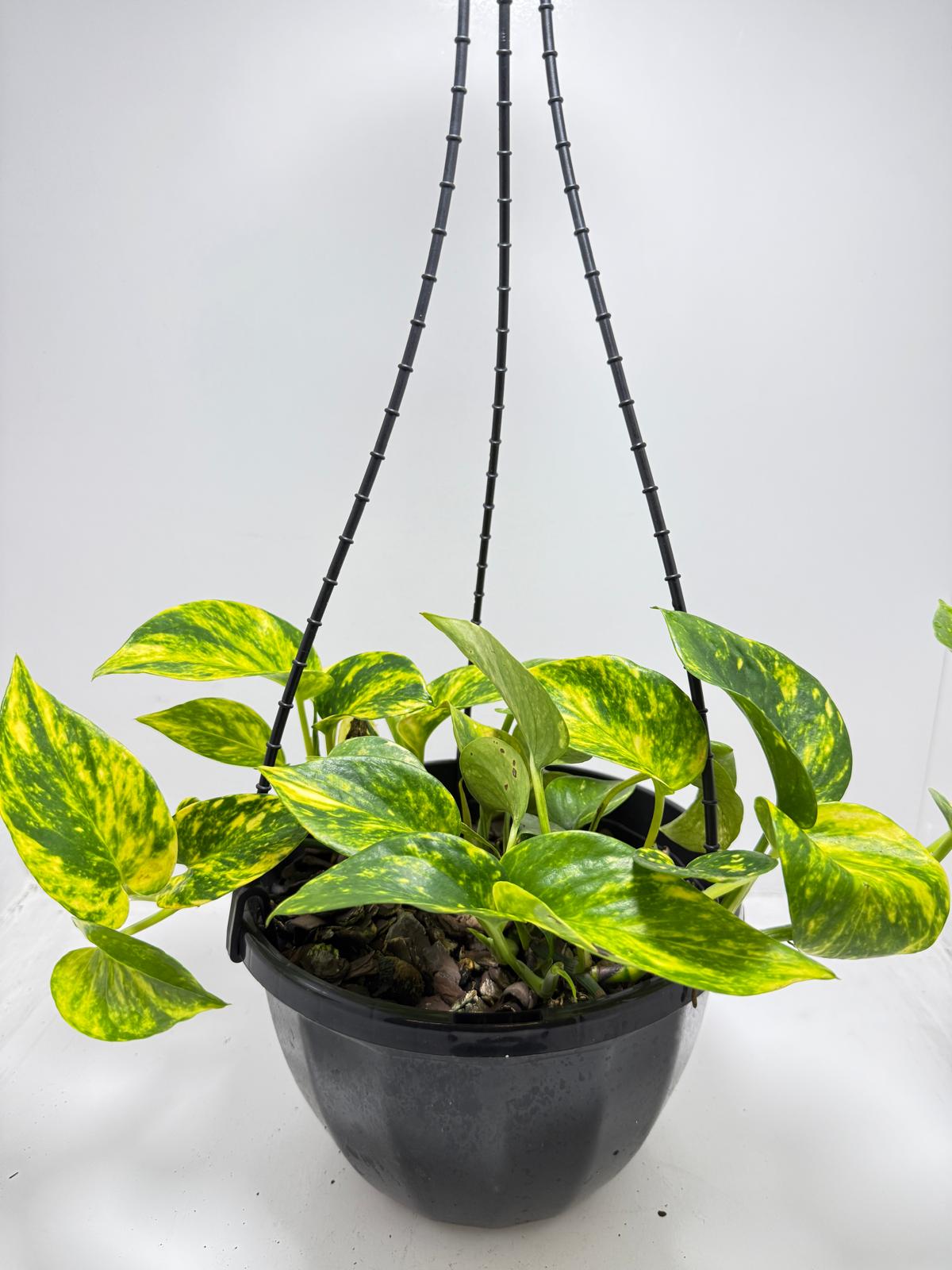 Pothos Golden - Devils Ivy  - 190mm