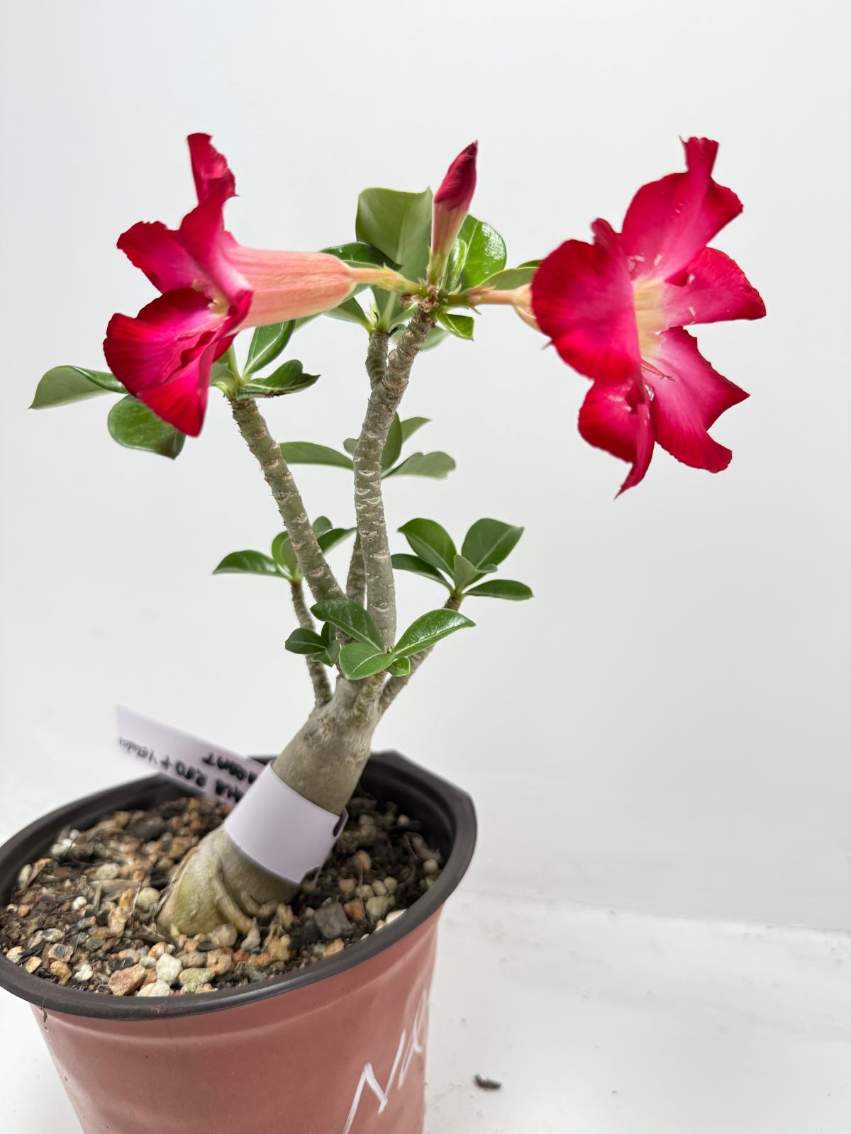 Desert Rose - Adenium Obesum #1A