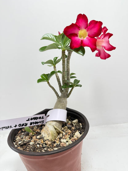 Desert Rose - Adenium Obesum #1A