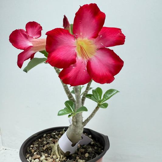 Desert Rose - Adenium Obesum #1A
