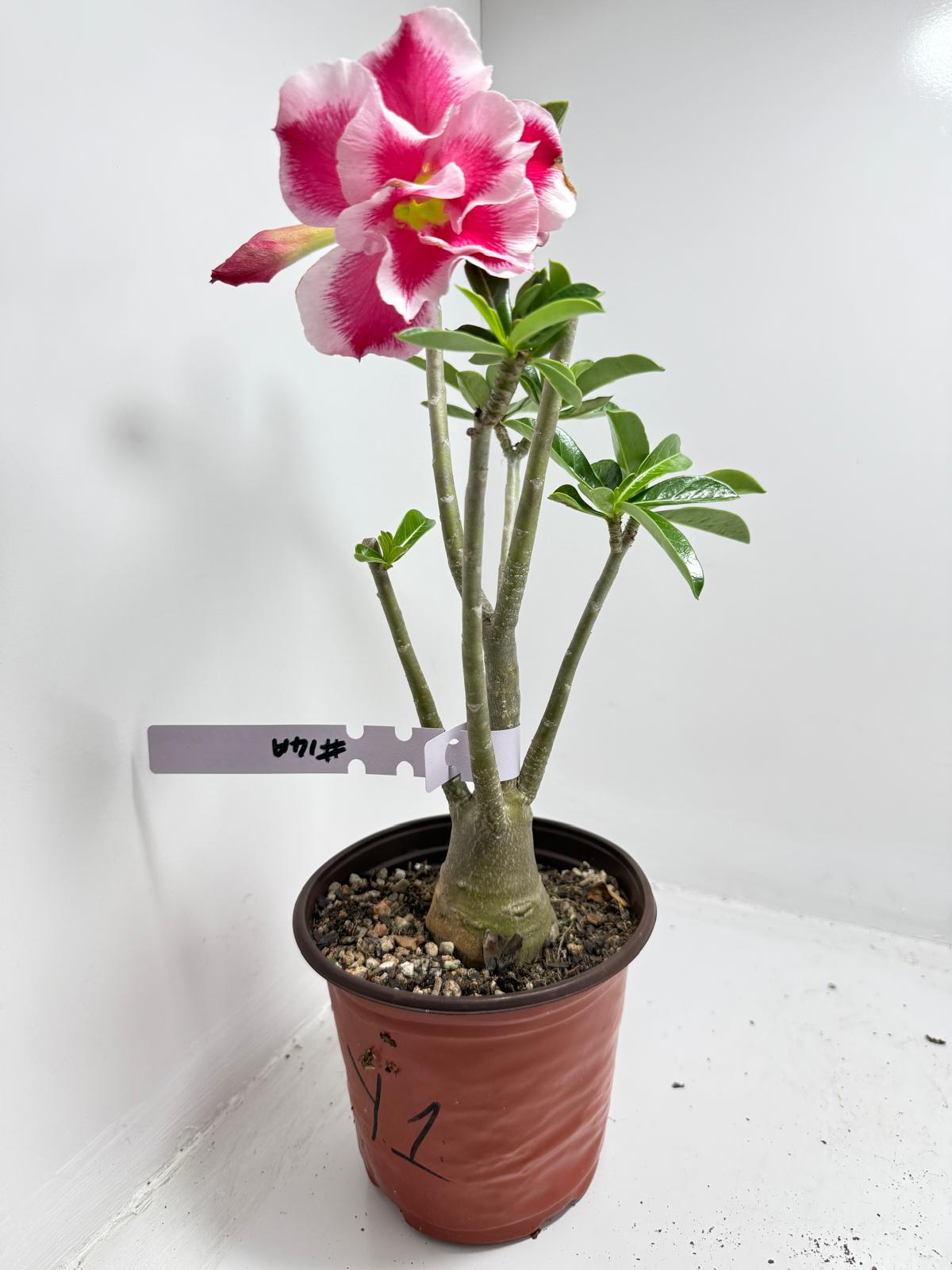 Desert rose - Adenium Obesum  #14A