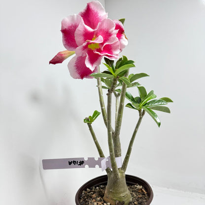 Desert rose - Adenium Obesum  #14A