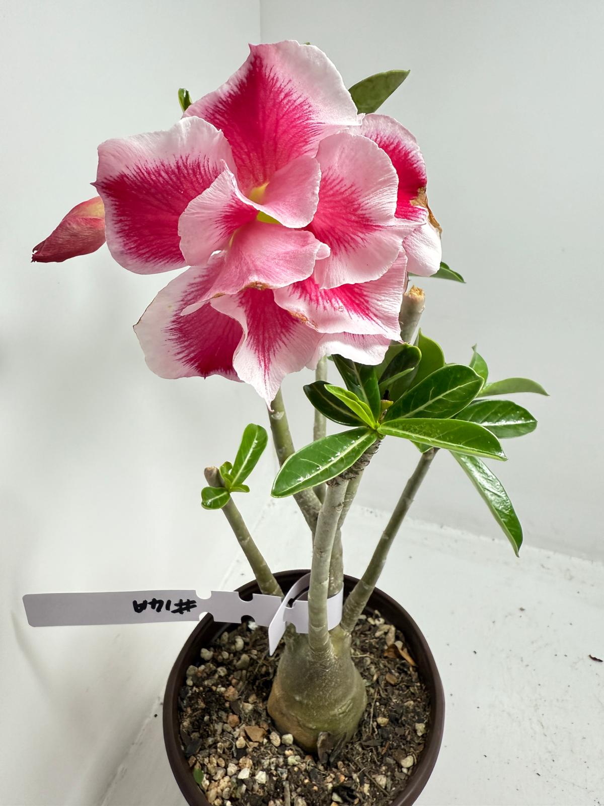 Desert rose - Adenium Obesum  #14A