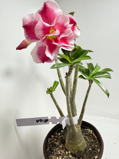 Desert rose - Adenium Obesum  #14A