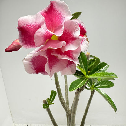 Desert rose - Adenium Obesum  #14A