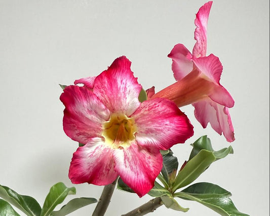 Desert Rose - Adenium Obesum 18A