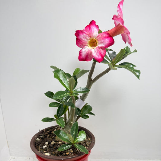 Desert Rose - Adenium Obesum 18A