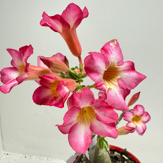 Desert Rose - Adenium Obesum 11A