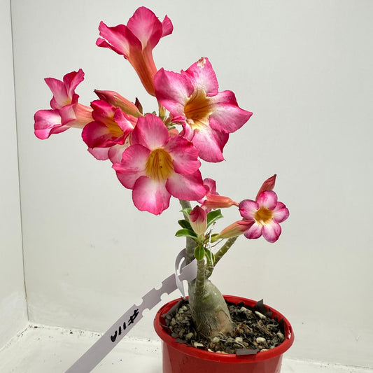 Desert Rose - Adenium Obesum 11A