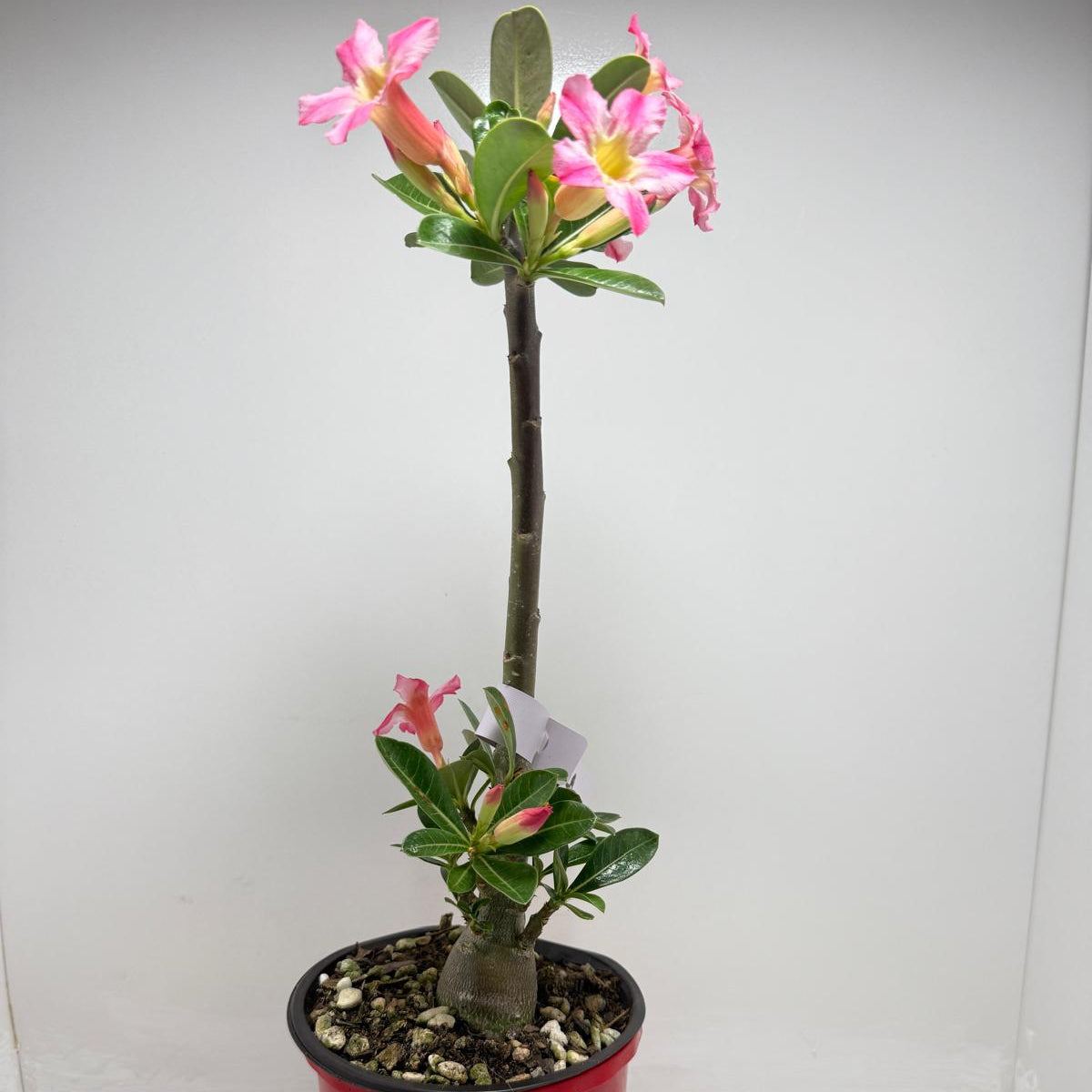 Desert Rose - Adenium Obesum # 12A