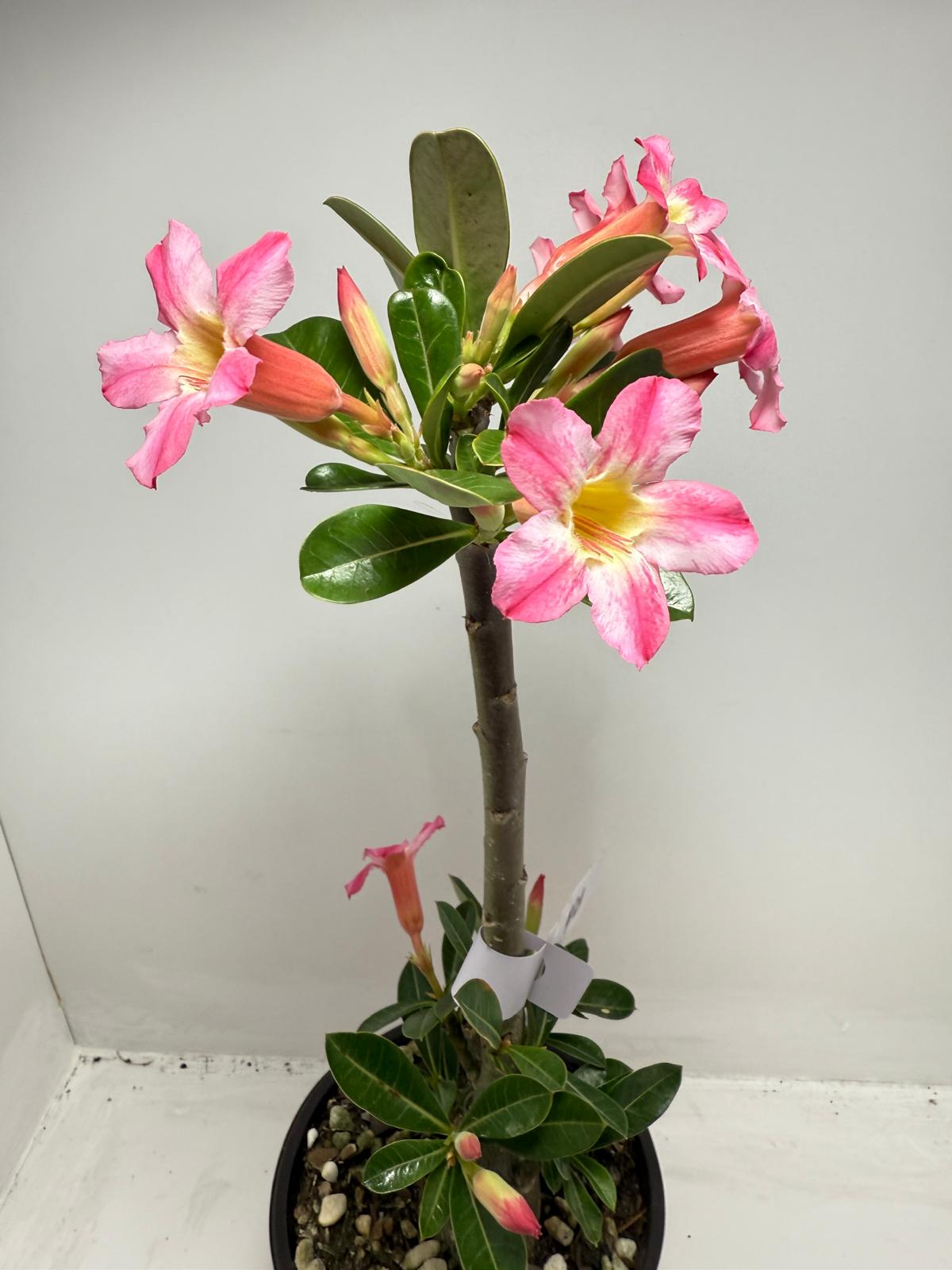 Desert Rose - Adenium Obesum # 12A