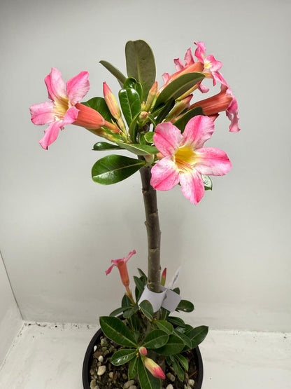 Desert Rose - Adenium Obesum # 12A