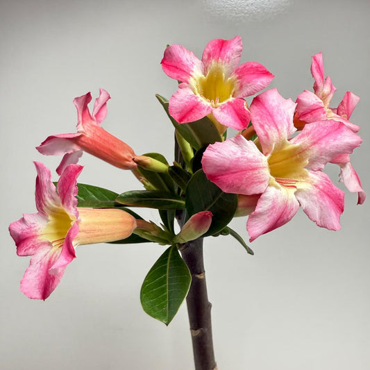 Desert Rose - Adenium Obesum # 12A