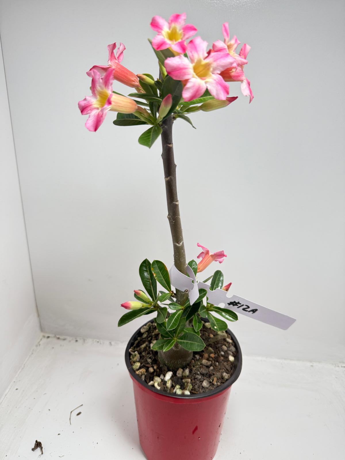 Desert Rose - Adenium Obesum # 12A