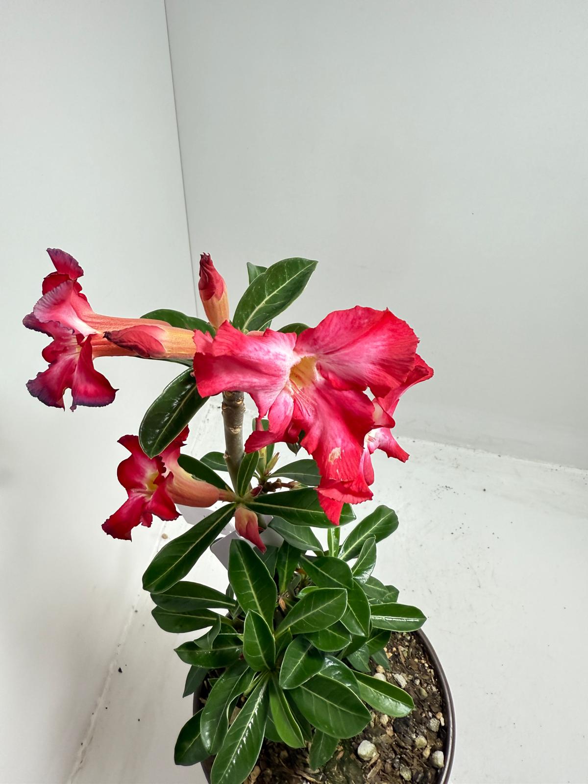Desert Rose - Adenium Obesum 16A