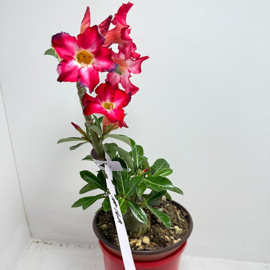 Desert Rose - Adenium Obesum 16A