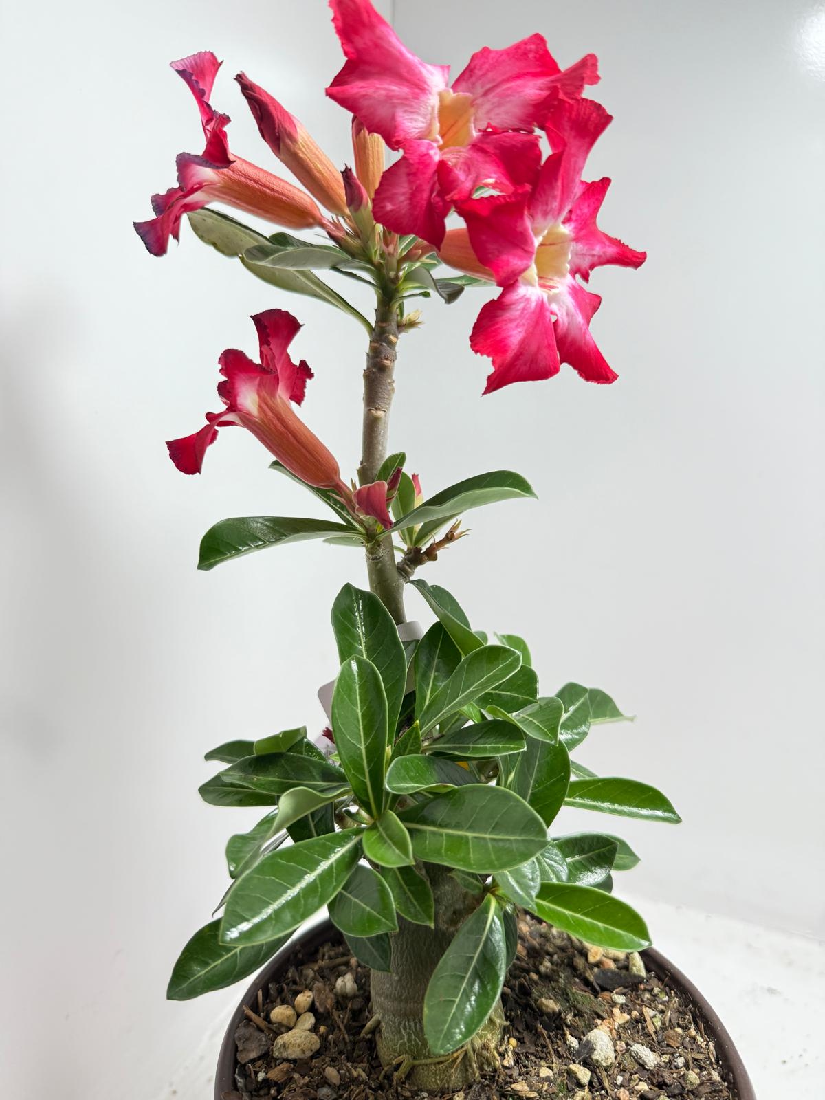 Desert Rose - Adenium Obesum 16A