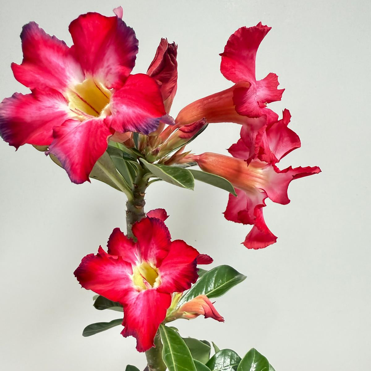 Desert Rose - Adenium Obesum 16A