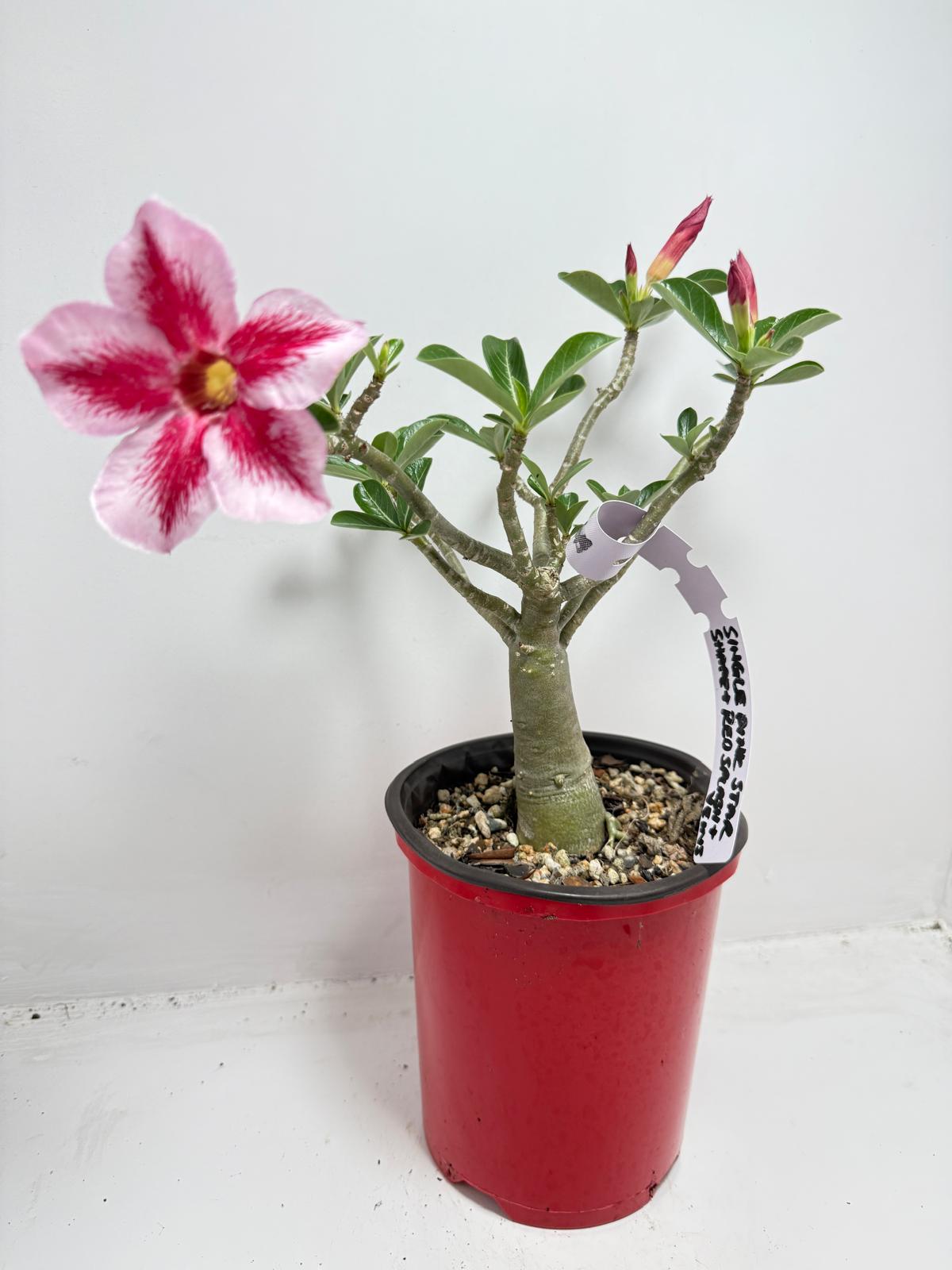 Desert Rose - Adenium Obesum #26A