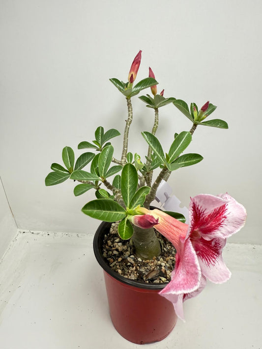 Desert Rose - Adenium Obesum #26A