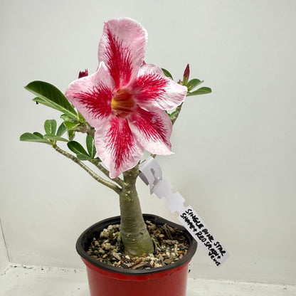 Desert Rose - Adenium Obesum #26A
