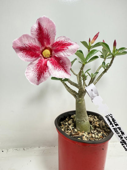 Desert Rose - Adenium Obesum #26A