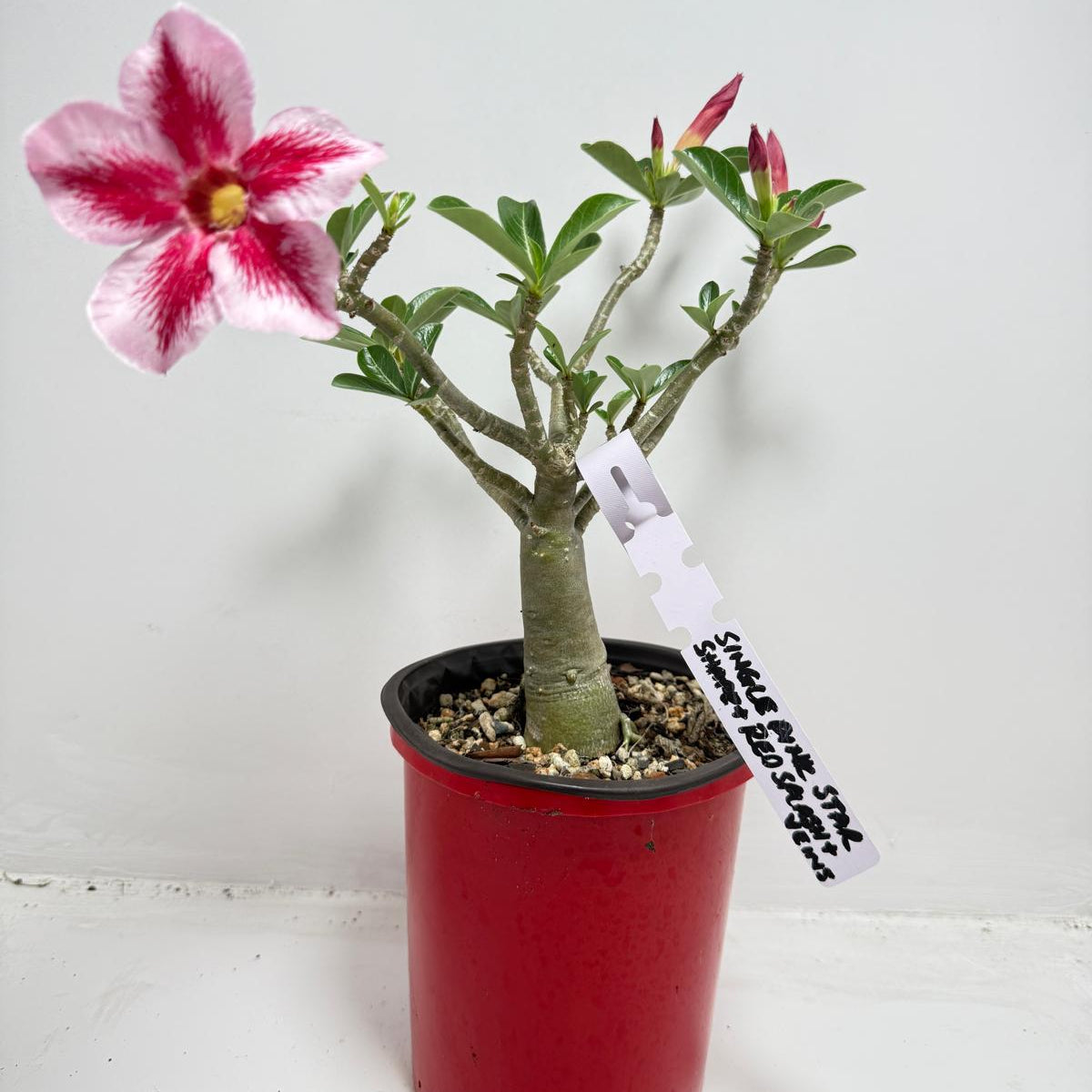 Desert Rose - Adenium Obesum #26A