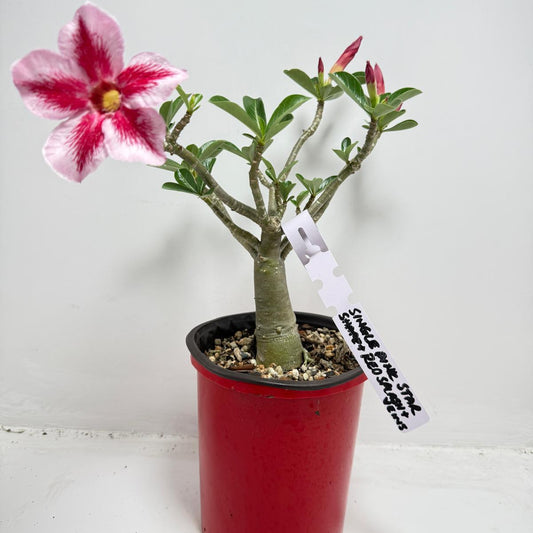 Desert Rose - Adenium Obesum #26A