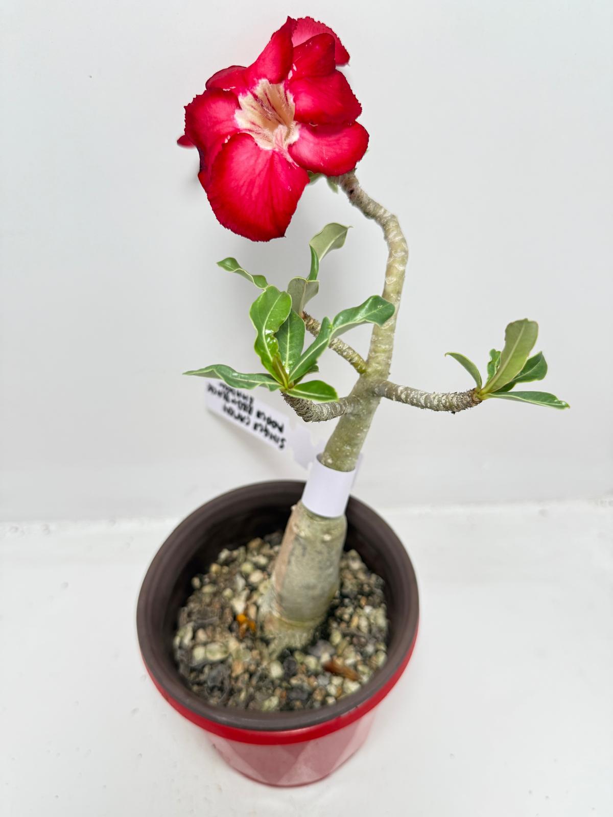 Desert Rose - Adenium Obesum #19A