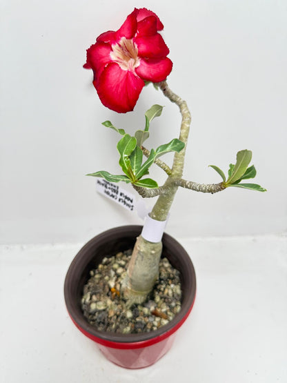 Desert Rose - Adenium Obesum #19A