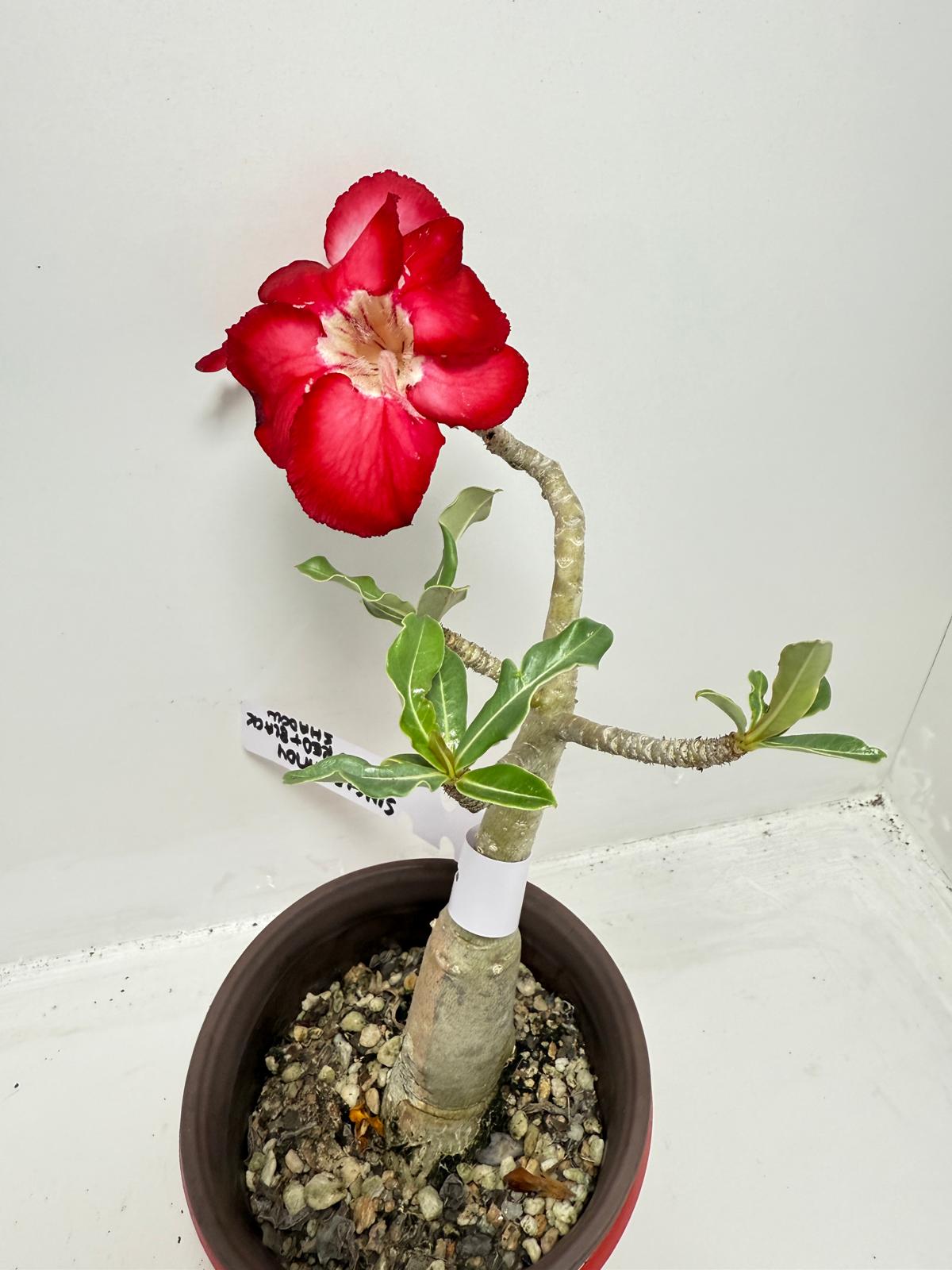 Desert Rose - Adenium Obesum #19A