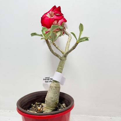 Desert Rose - Adenium Obesum #19A
