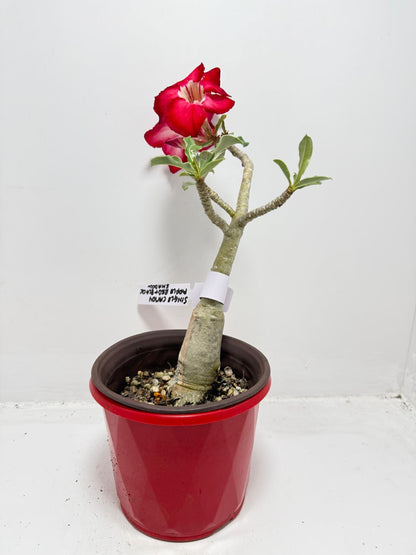 Desert Rose - Adenium Obesum #19A