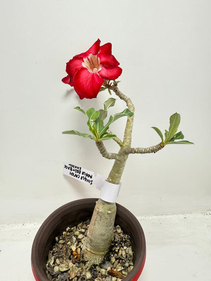 Desert Rose - Adenium Obesum #19A