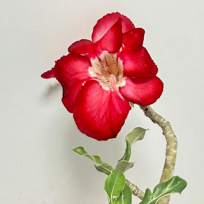 Desert Rose - Adenium Obesum #19A