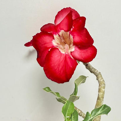 Desert Rose - Adenium Obesum #19A