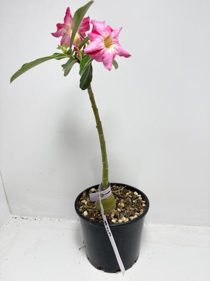 Desert Rose - Adenium Obesum #4A