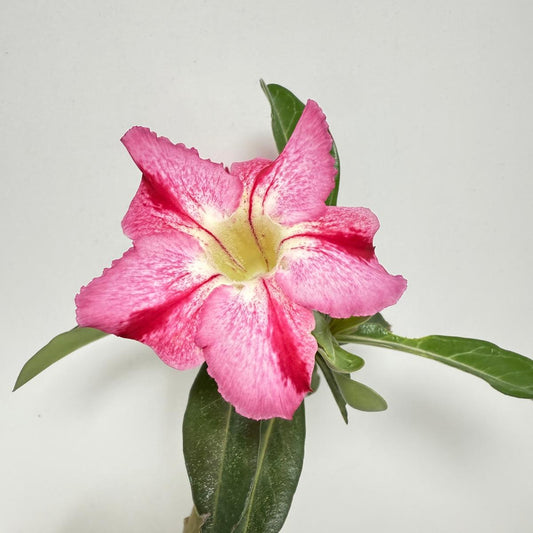 Desert Rose - Adenium Obesum #4A
