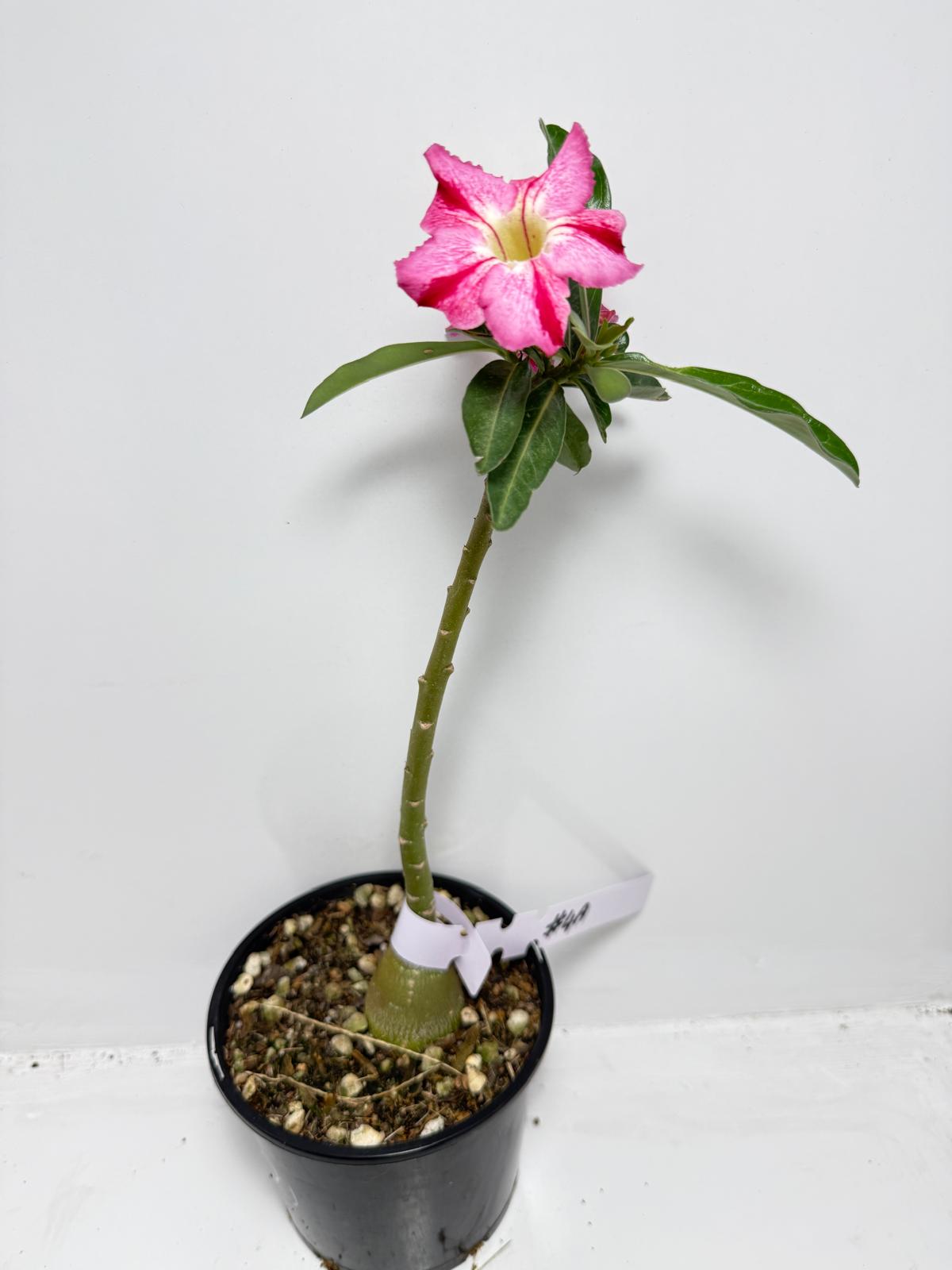 Desert Rose - Adenium Obesum #4A