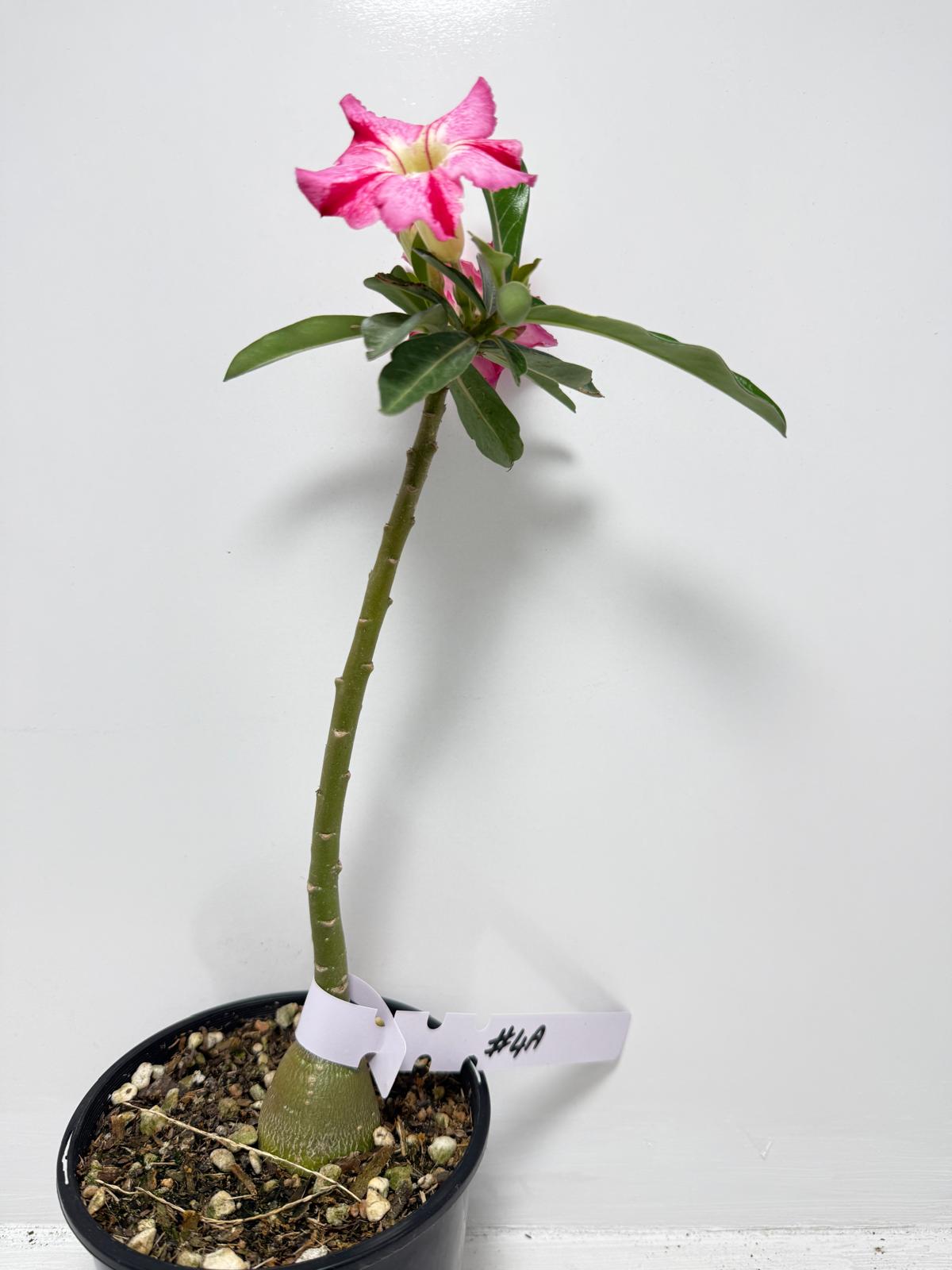 Desert Rose - Adenium Obesum #4A