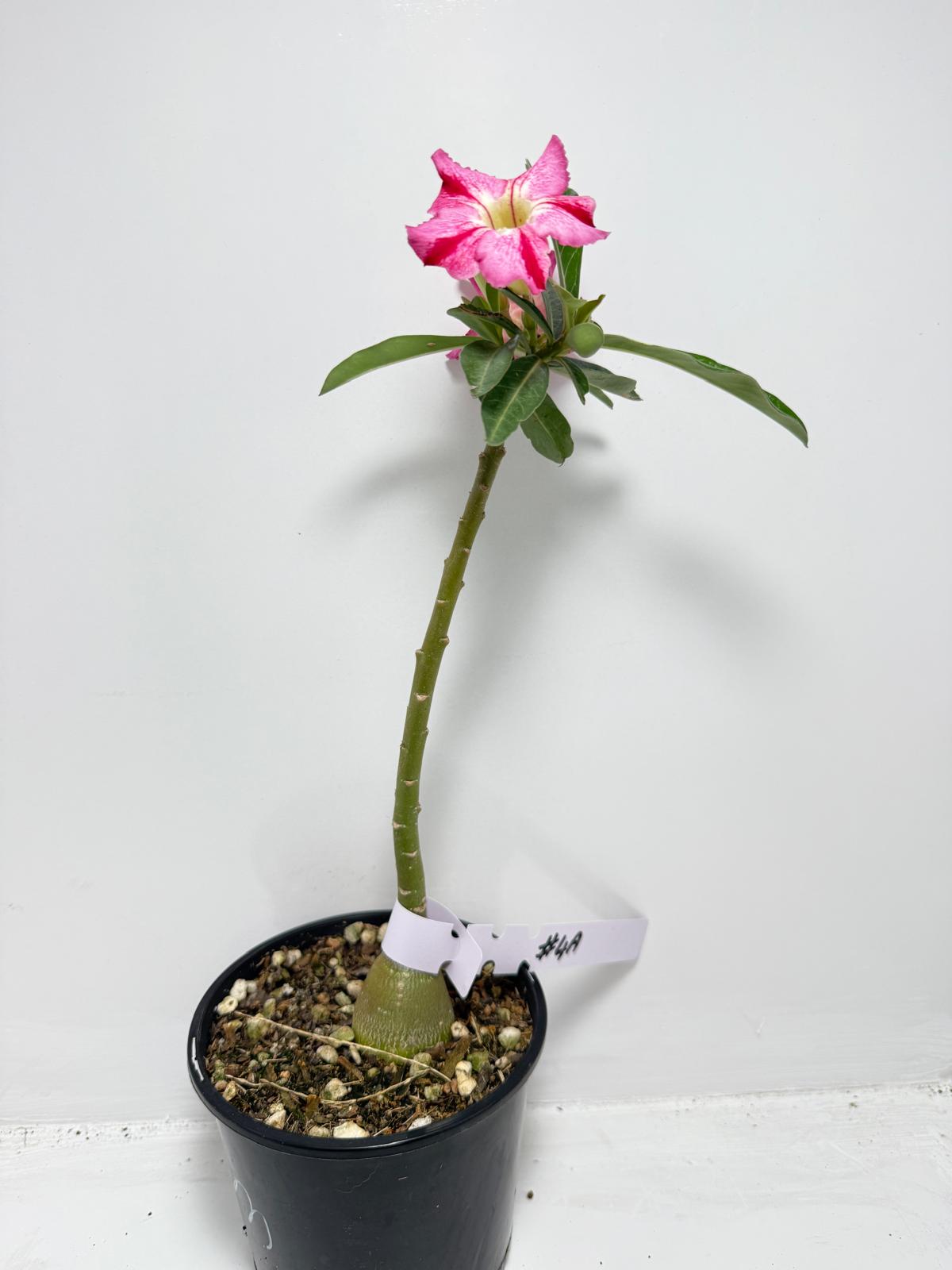 Desert Rose - Adenium Obesum #4A
