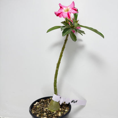 Desert Rose - Adenium Obesum #4A