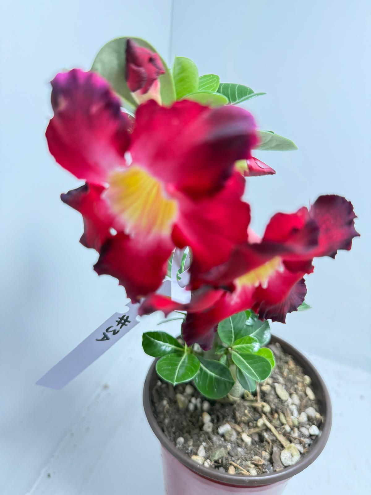 Desert Rose - Adenium Obesum Double layer 3A
