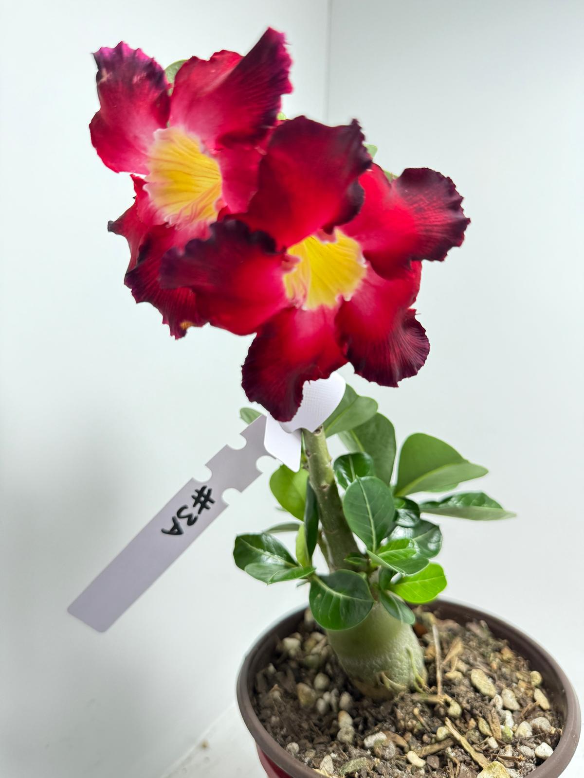 Desert Rose - Adenium Obesum Double layer 3A