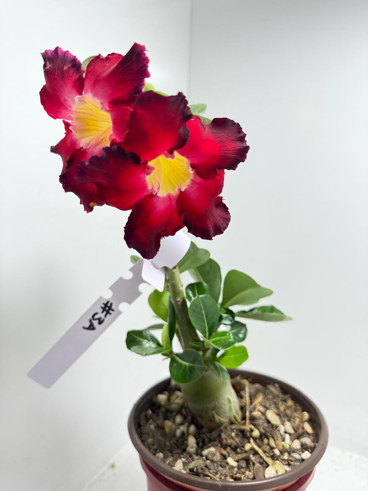 Desert Rose - Adenium Obesum Double layer 3A