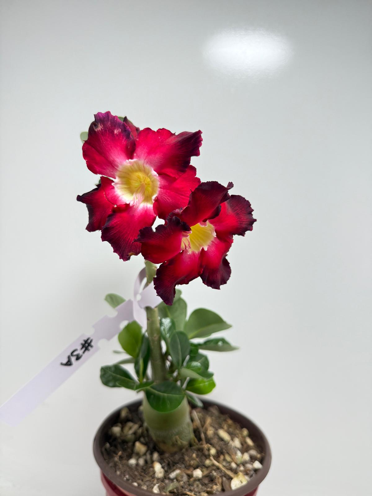 Desert Rose - Adenium Obesum Double layer 3A