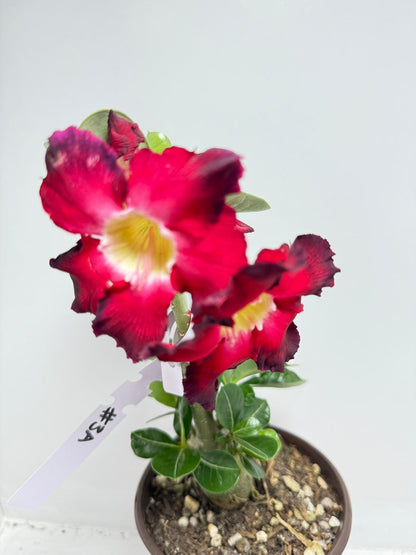 Desert Rose - Adenium Obesum Double layer 3A