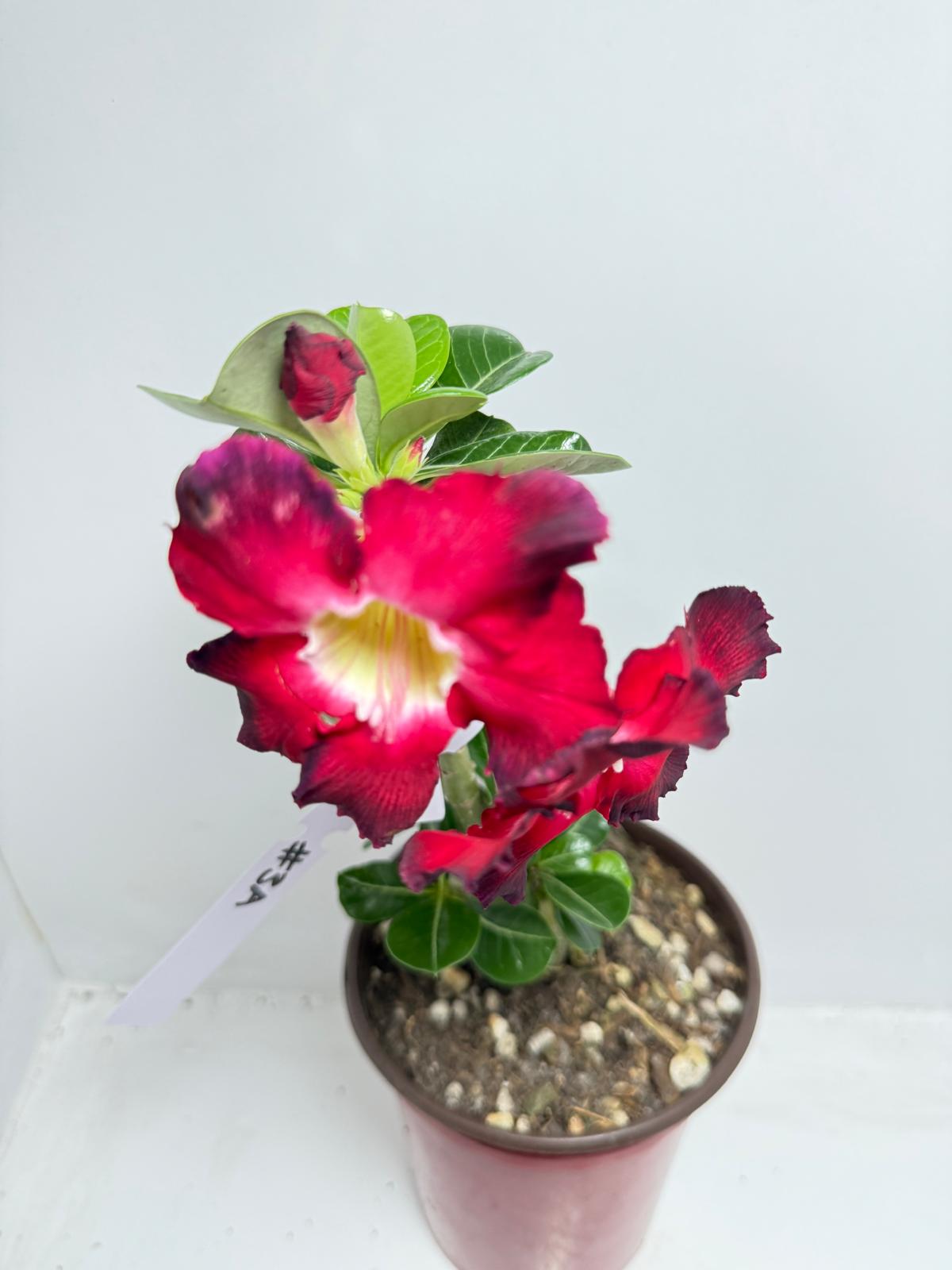 Desert Rose - Adenium Obesum Double layer 3A